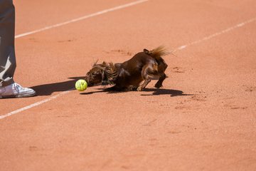 Bild 66 - RL TC an der Schirnau - SV Zehlendorfer Wespen : Ergebnis: 9:0